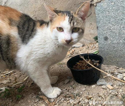 流浪猫生产后把小猫崽叼给店主